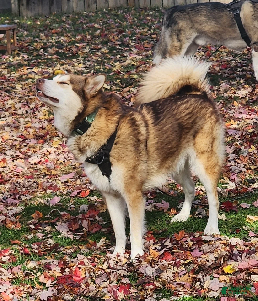 Alaskan Malamute dogs for sale: Alaskan Malamute 1 - Ad 3