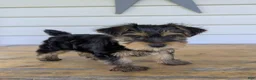 Yorkshire Terrier dogs for sale: Ben - Ad 4