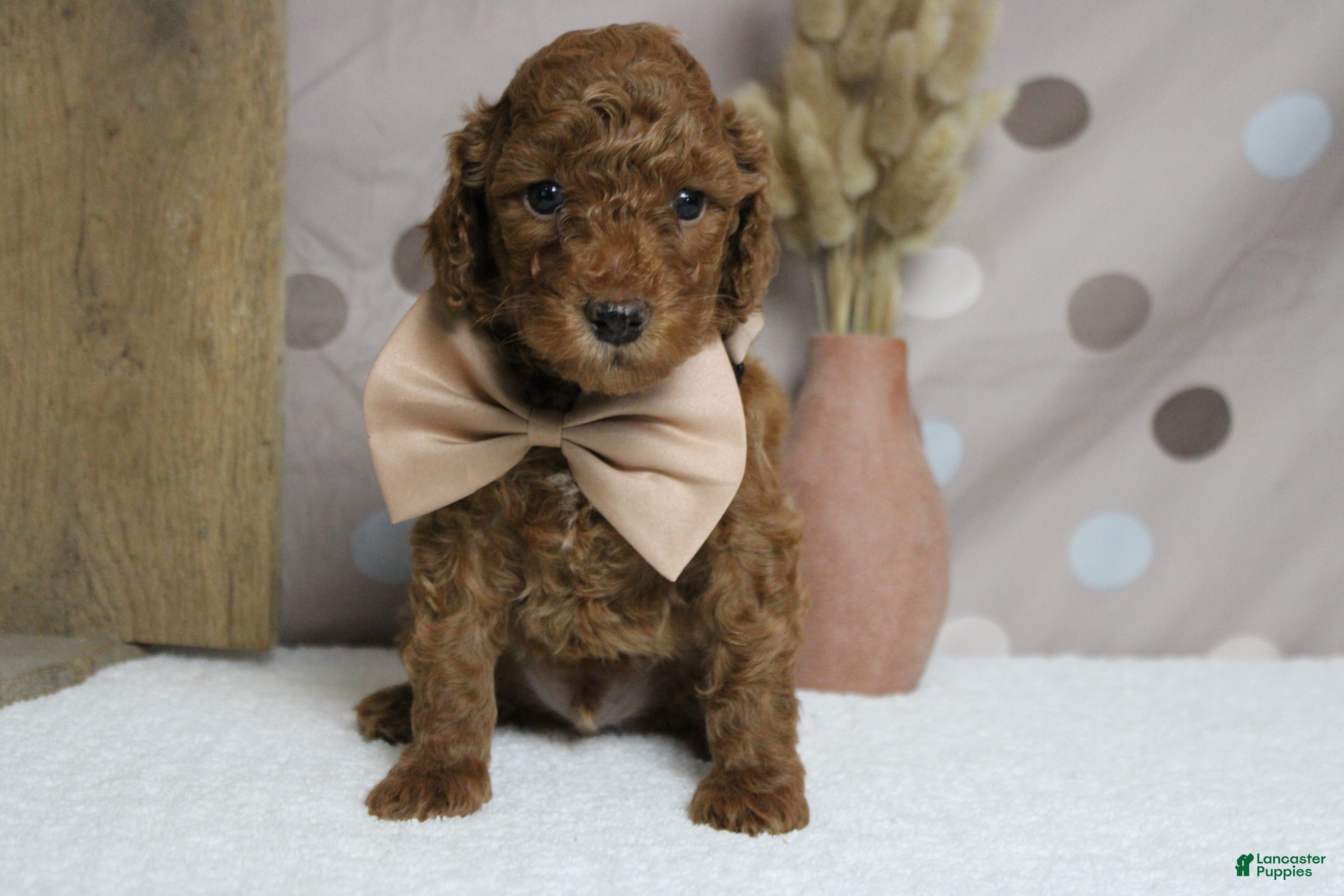 Mixed Breed dogs Tangelo - Ad 6