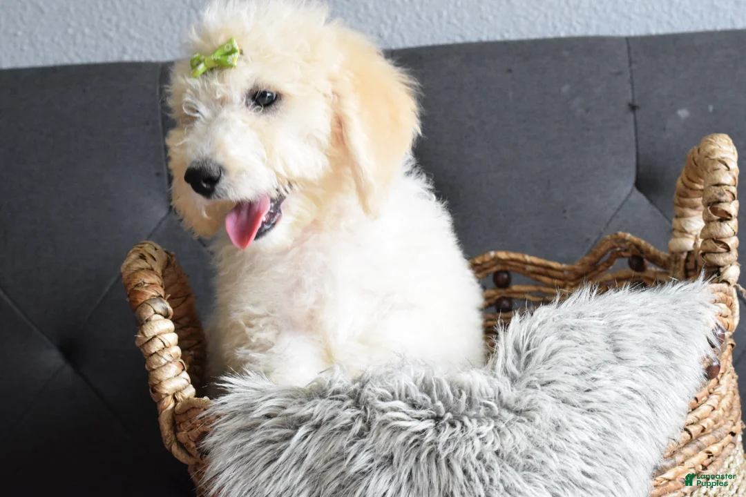 Goldendoodle dogs for sale: Goldendoodle Puppy 5 - Ad 2