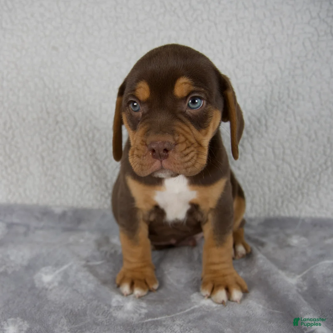 Beabull dogs for sale: Ollie - Ad 1