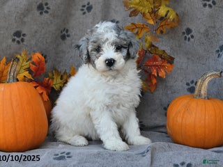 Saint Berdoodles dogs - Ad 1