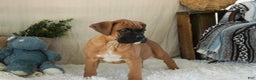 Boxer dogs for sale: Cleo - Ad 3