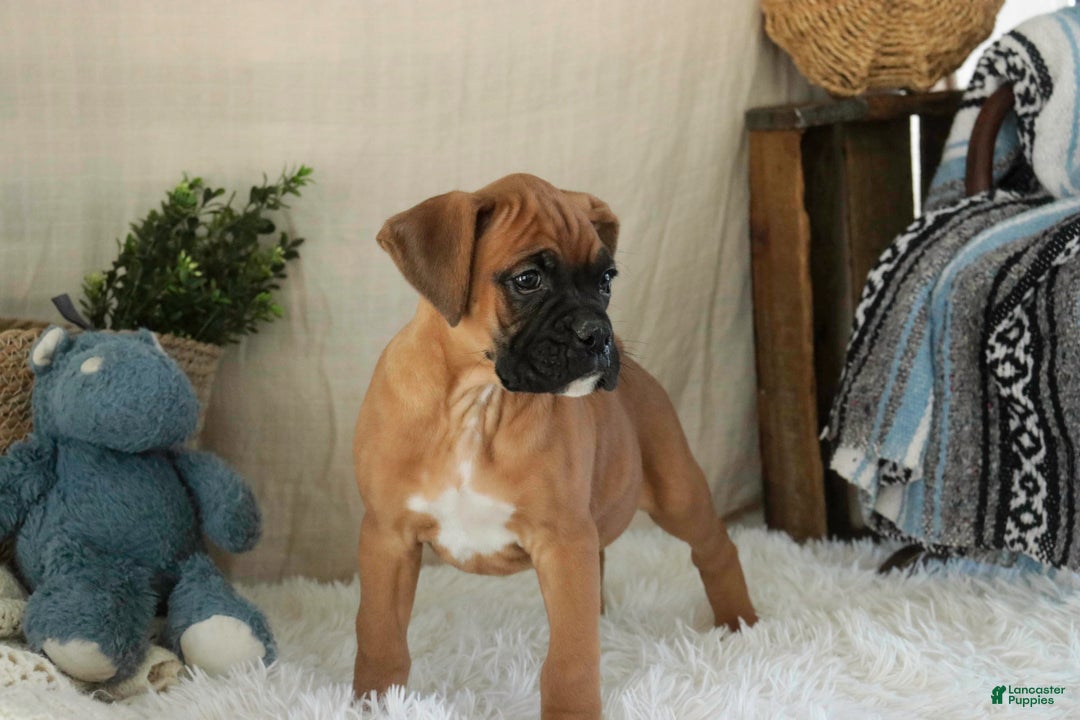 Boxer dogs for sale: Cleo - Ad 3