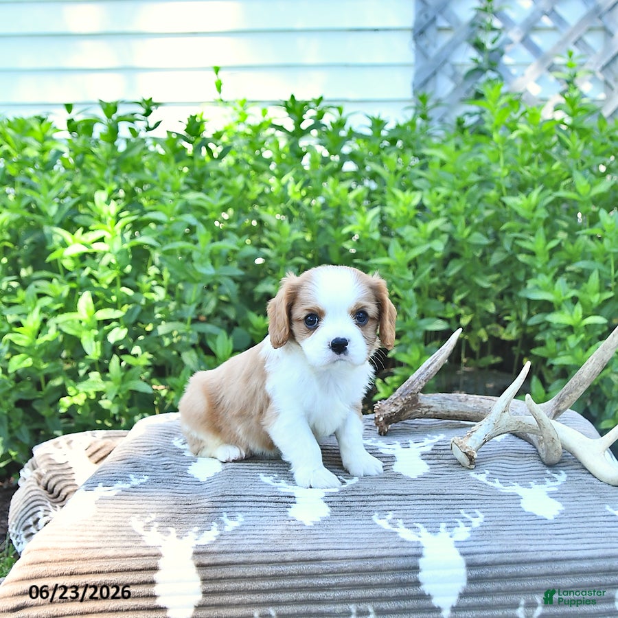 Cavalier King Charles Spaniel dogs Jaxon - Ad 2