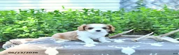 Cavalier King Charles Spaniel dogs for sale: Jaxon - Ad 2
