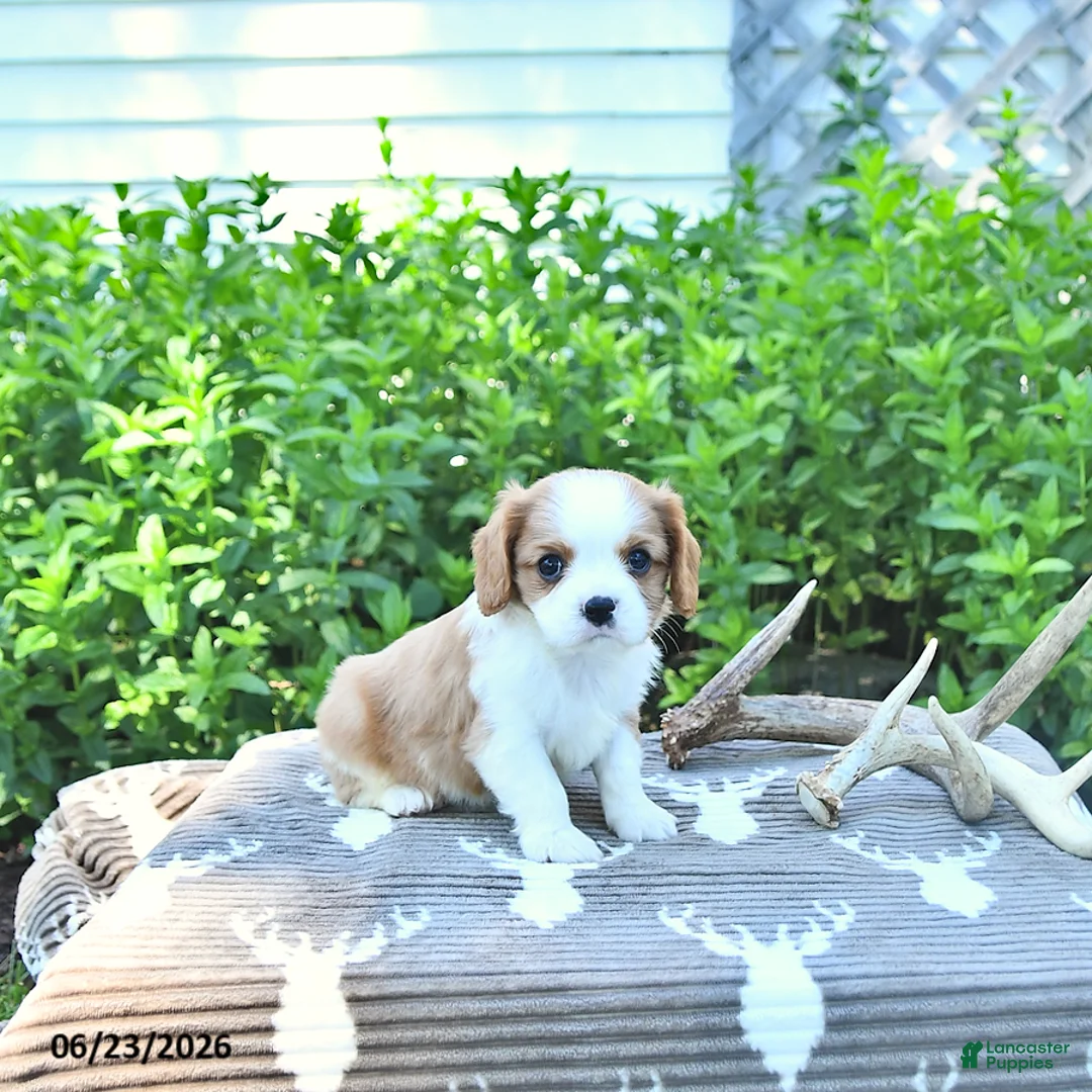 Cavalier King Charles Spaniel dogs for sale: Jaxon - Ad 2