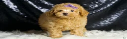 Toy Poodle dogs for sale: Pixie - Ad 3