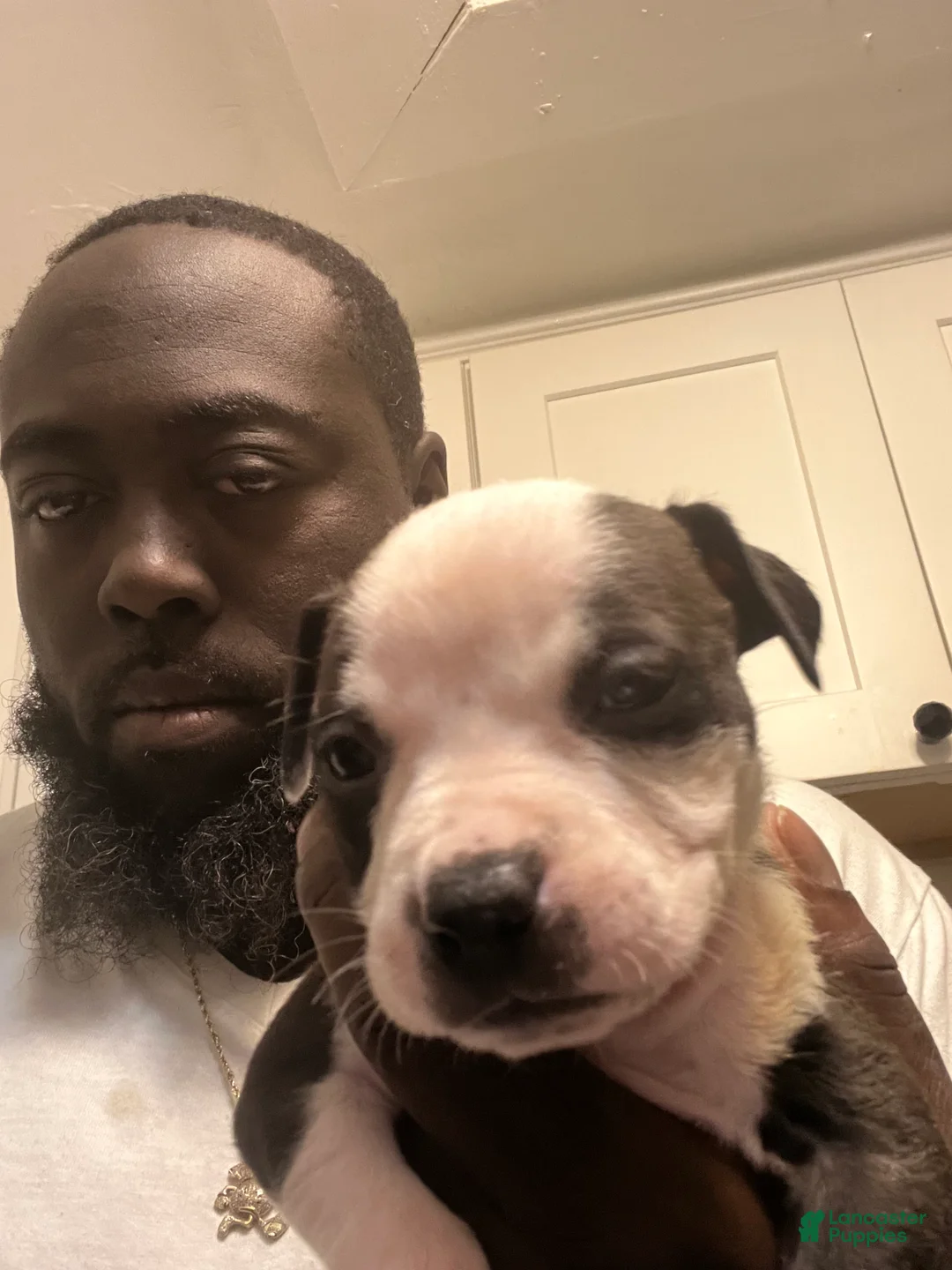 American Staffordshire Terrier dogs for sale: American Staffordshire Terrier Puppy 2 - Ad 2