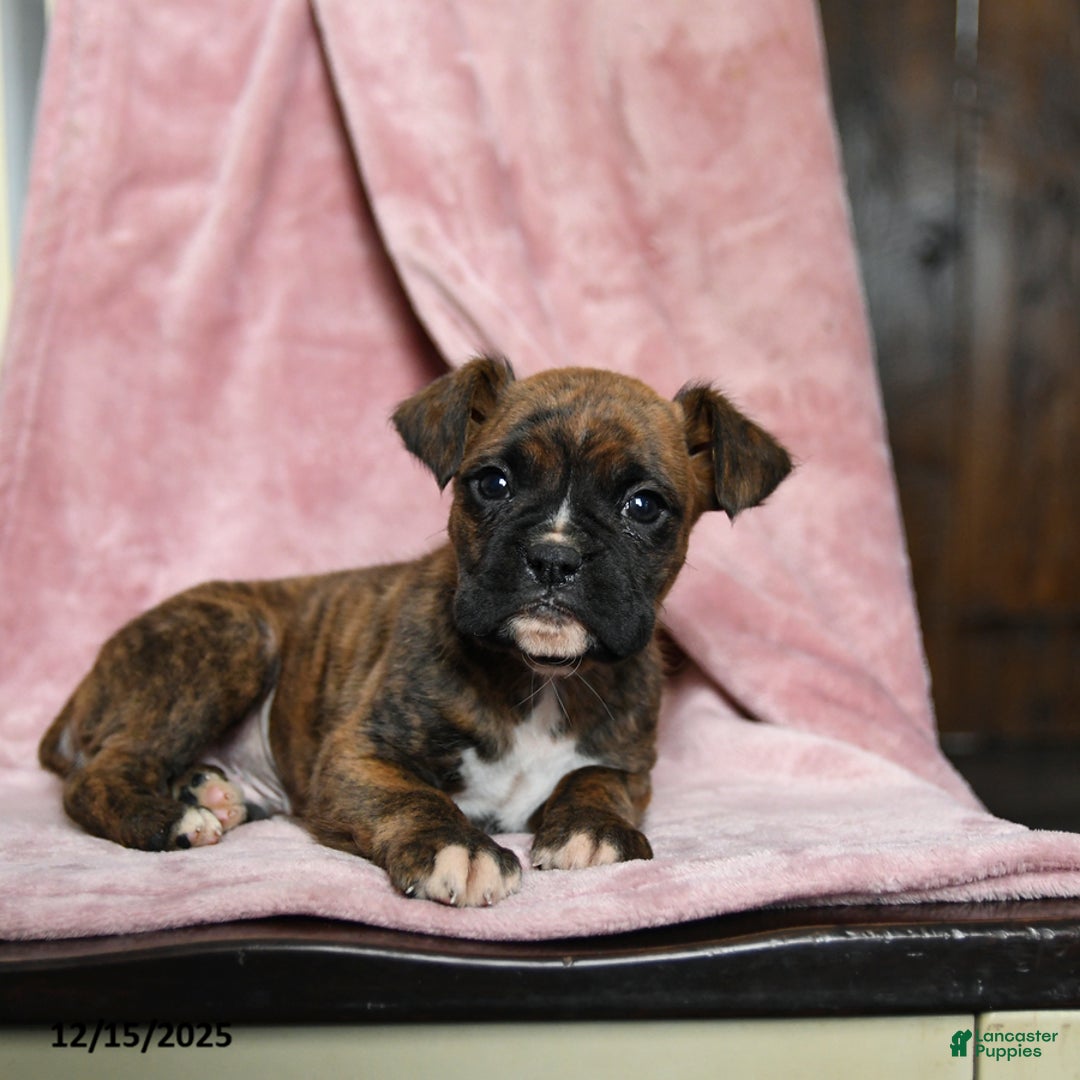 Boxer dogs for sale: Lucky - Ad 2