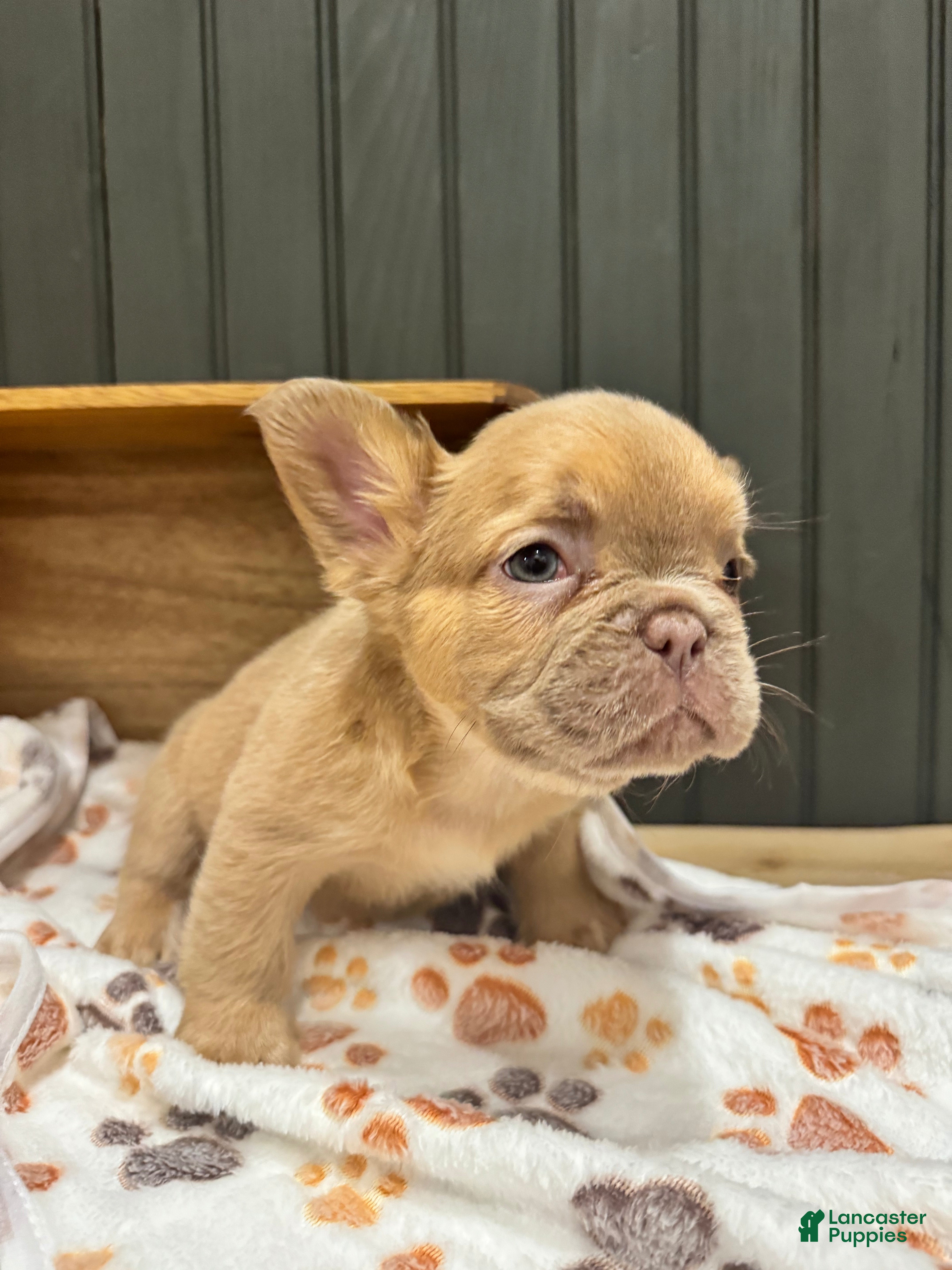 French Bulldog dogs for sale: Cashmere - Ad 29