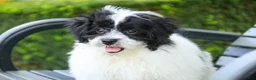 Havanese dogs for sale: Ivan Havanese Puppy  - Ad 8