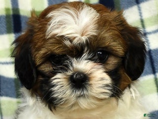 Teddy Bear dogs - Ad 13