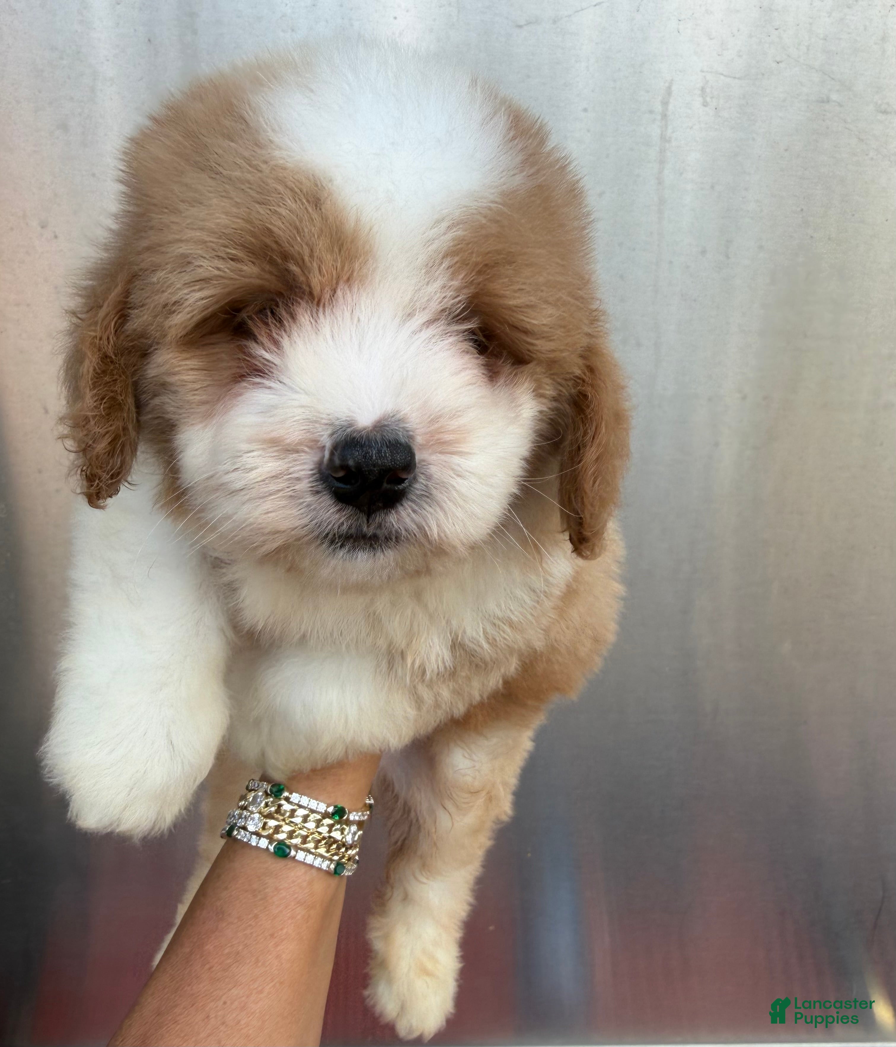 Mini Bernedoodle dogs Mini Bernedoodle male - Peanut Butter - Ad 2