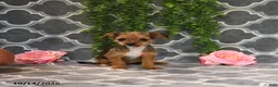 Chorkie dogs for sale: Kira - Ad 4