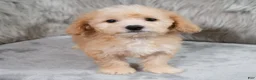 Mini Goldendoodle dogs for sale: Archie ID: 3858 - Ad 8