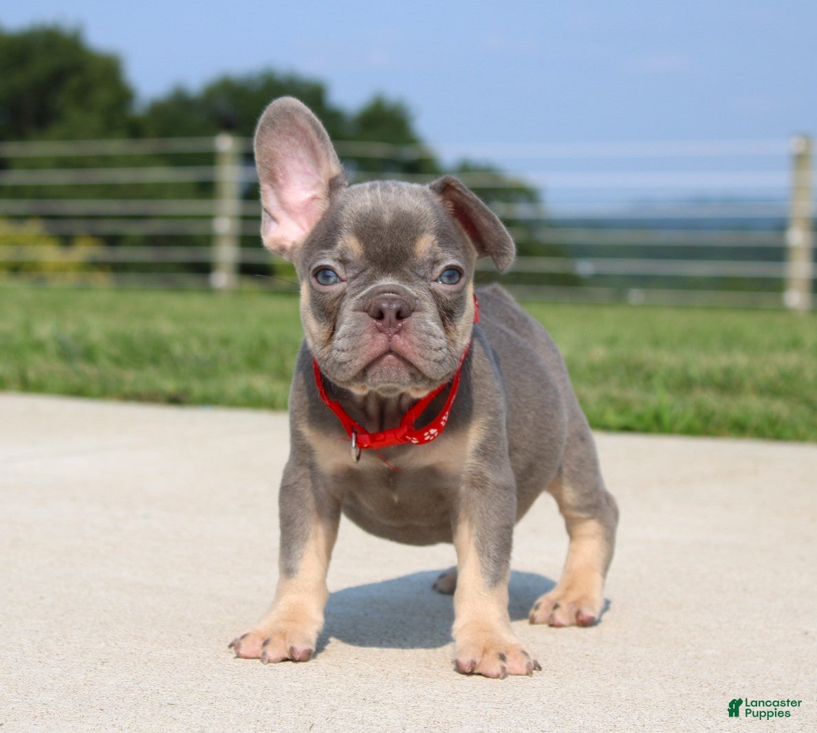 French Bulldog dogs Stitch - Ad 1