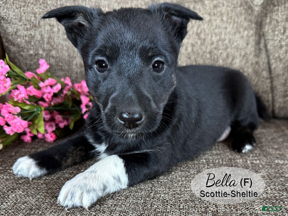 Mixed Breed dogs Bella - Ad 2