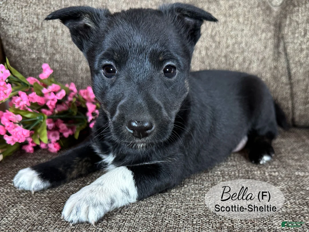 Mixed Breed dogs for sale: Bella - Ad 2