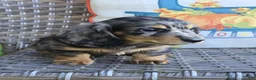 Miniature Dachshund dogs for sale: Drover - Ad 4