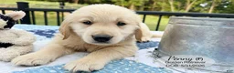 Golden Retriever dogs for sale: Penny - Ad 4