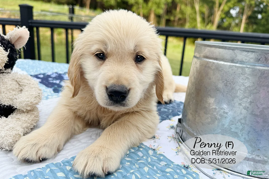 Golden Retriever dogs for sale: Penny - Ad 4