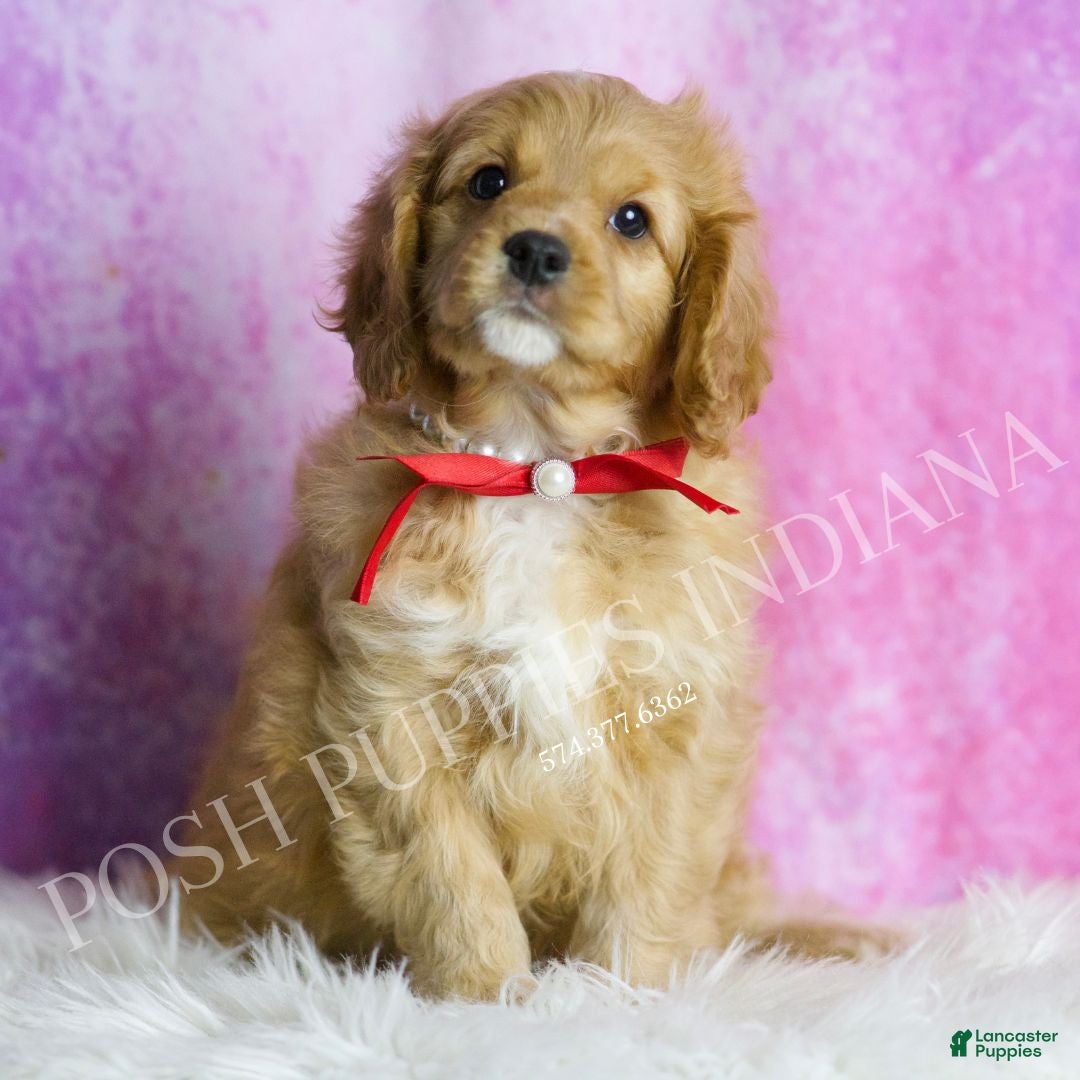 Cavapoo dogs Dougie - Ad 35