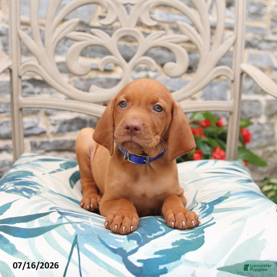 Vizsla dogs Rusty - Ad 1