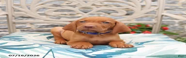 Rusty