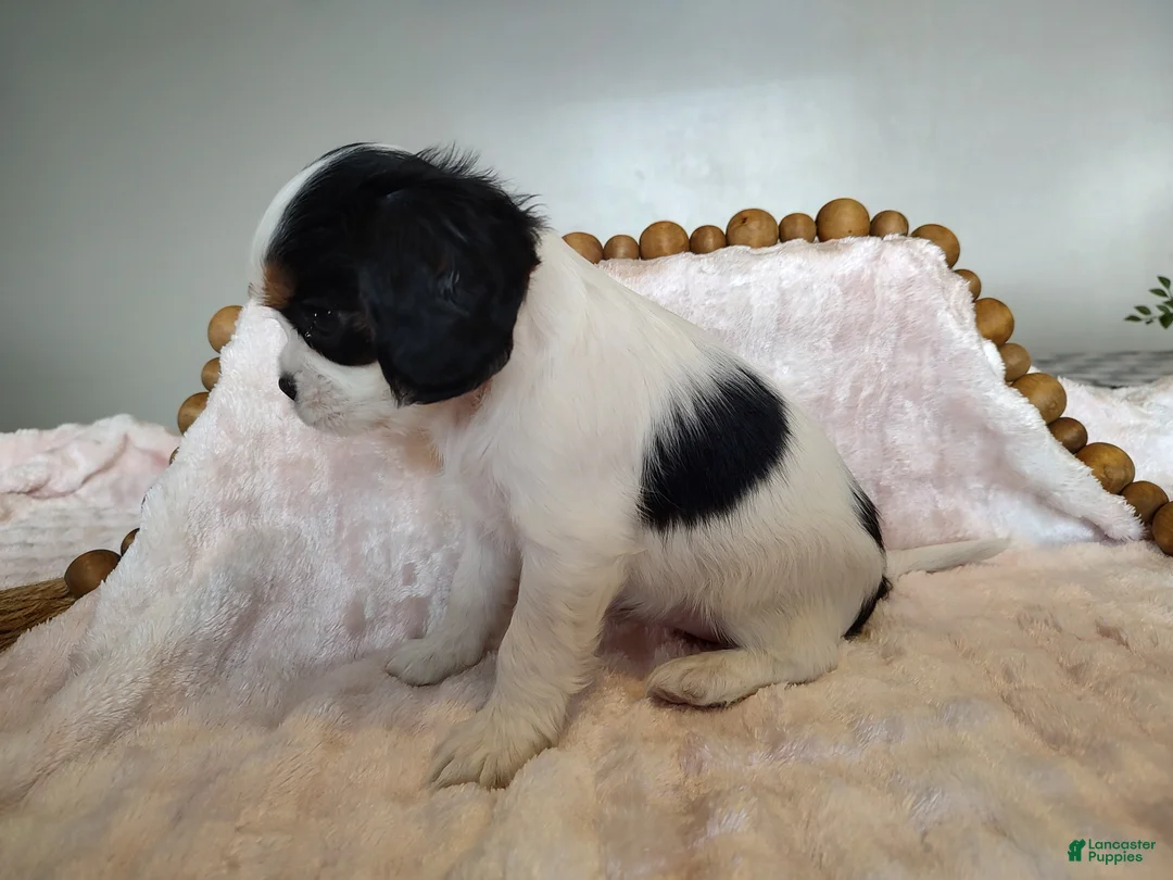 Cavalier King Charles Spaniel dogs for sale: Pansy  - Ad 4