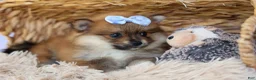 Pomeranian dogs for sale: Flossie  - Ad 14