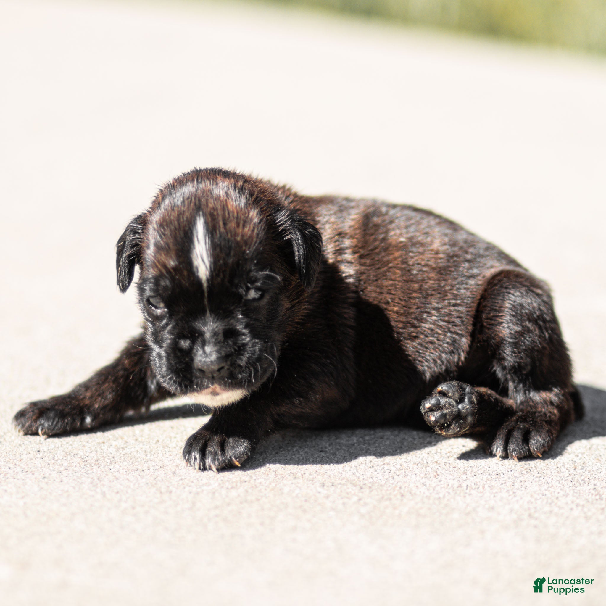 Boxer dogs Lisa Boxer Puppy  - Ad 1