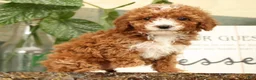 Miniature Poodle dogs for sale: Ariel - Ad 3