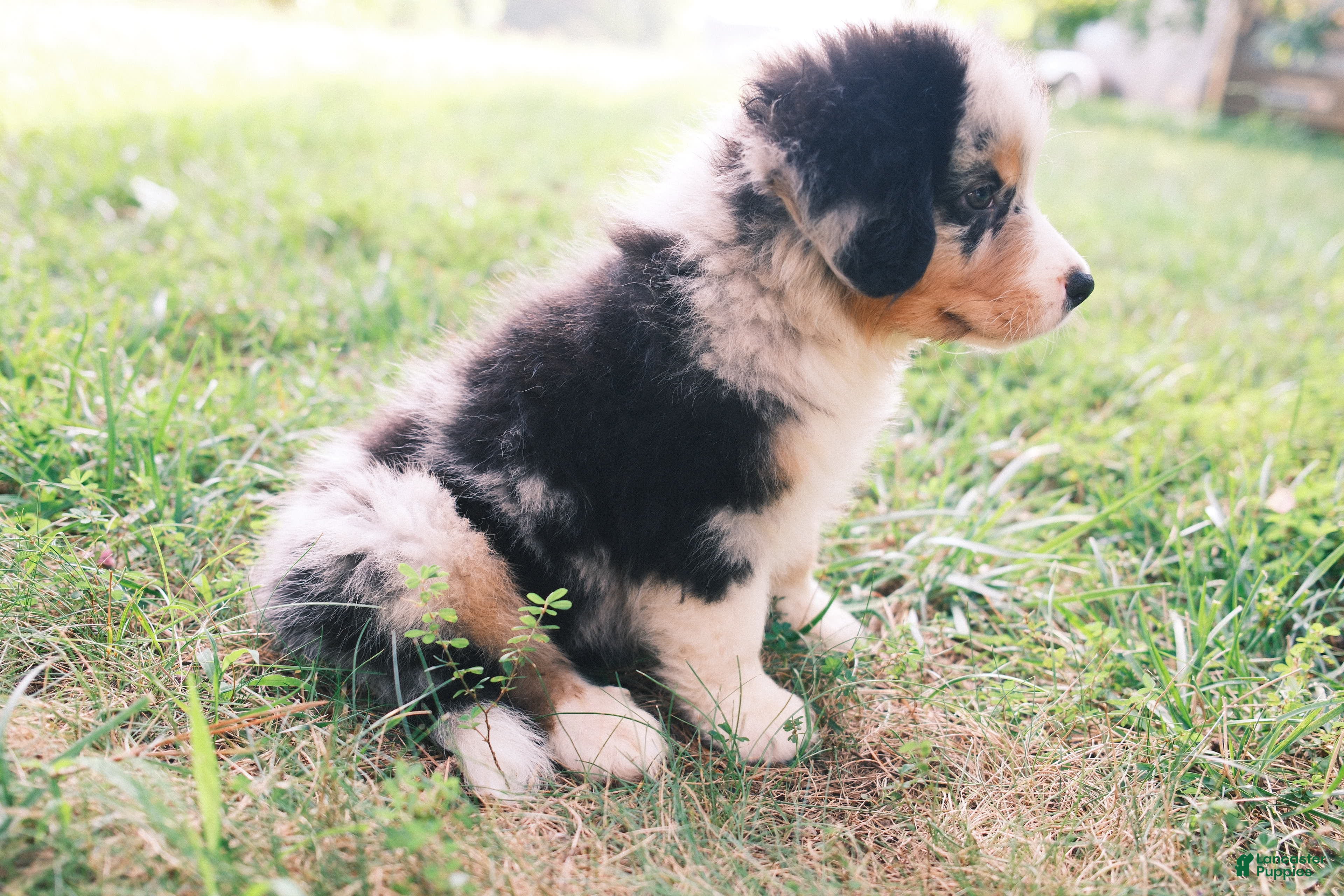 Mixed Breed dogs Blue Merle 3 - Ad 1