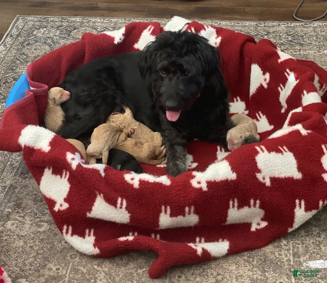 Goldendoodle dogs for sale: Goldendoodle 1 - Ad 2