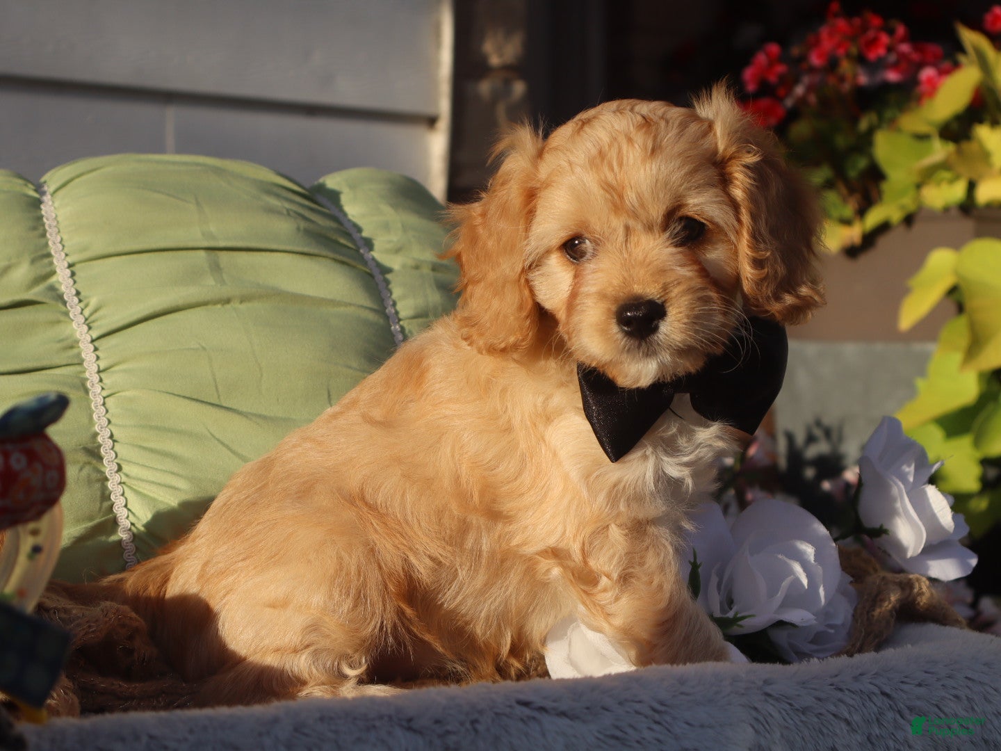 Cavapoo dogs Laredo  - Ad 1