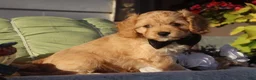 Cavapoo dogs for sale: Laredo  - Ad 1