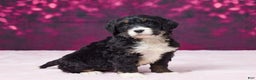 Bernedoodle dogs for sale: Glitter - Ad 2