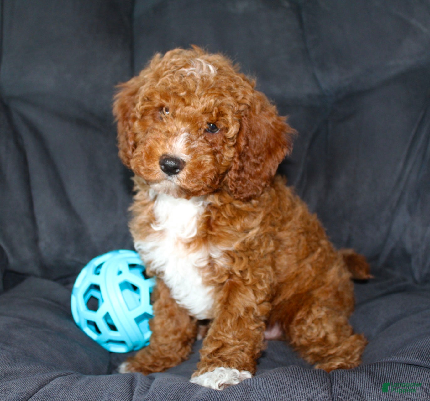 Cavapoo dogs Murphy - Ad 2