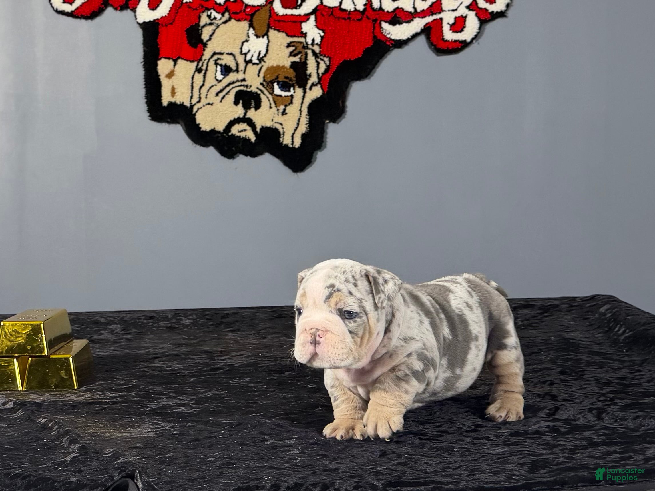English Bulldog dogs English Bulldog 1 - Ad 2