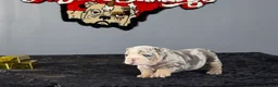 English Bulldog dogs for sale: English Bulldog 1 - Ad 2