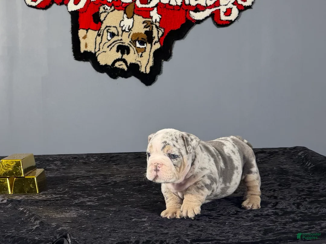 English Bulldog dogs for sale: English Bulldog 1 - Ad 2