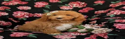 Mini Goldendoodle dogs for sale: Daisy Hypoallergenic - Ad 3