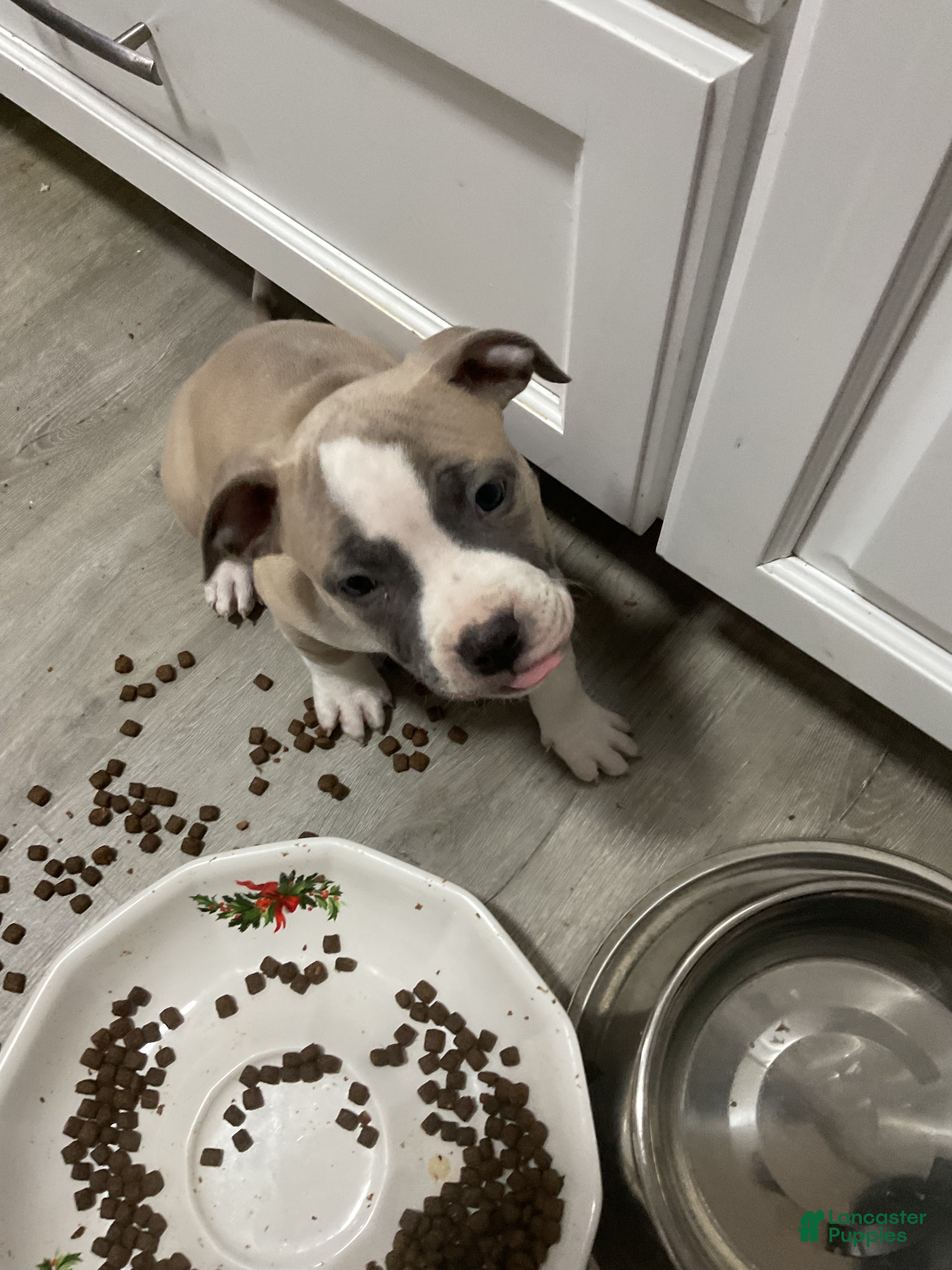 Mixed Breed dogs Staffshire terrier, American bully #6 - Ad 7