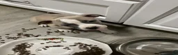 Mixed Breed dogs for sale: Staffshire terrier, American bully #6 - Ad 1
