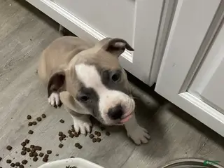 Mixed Breed dogs Staffshire terrier, American bully #6 - Ad 7