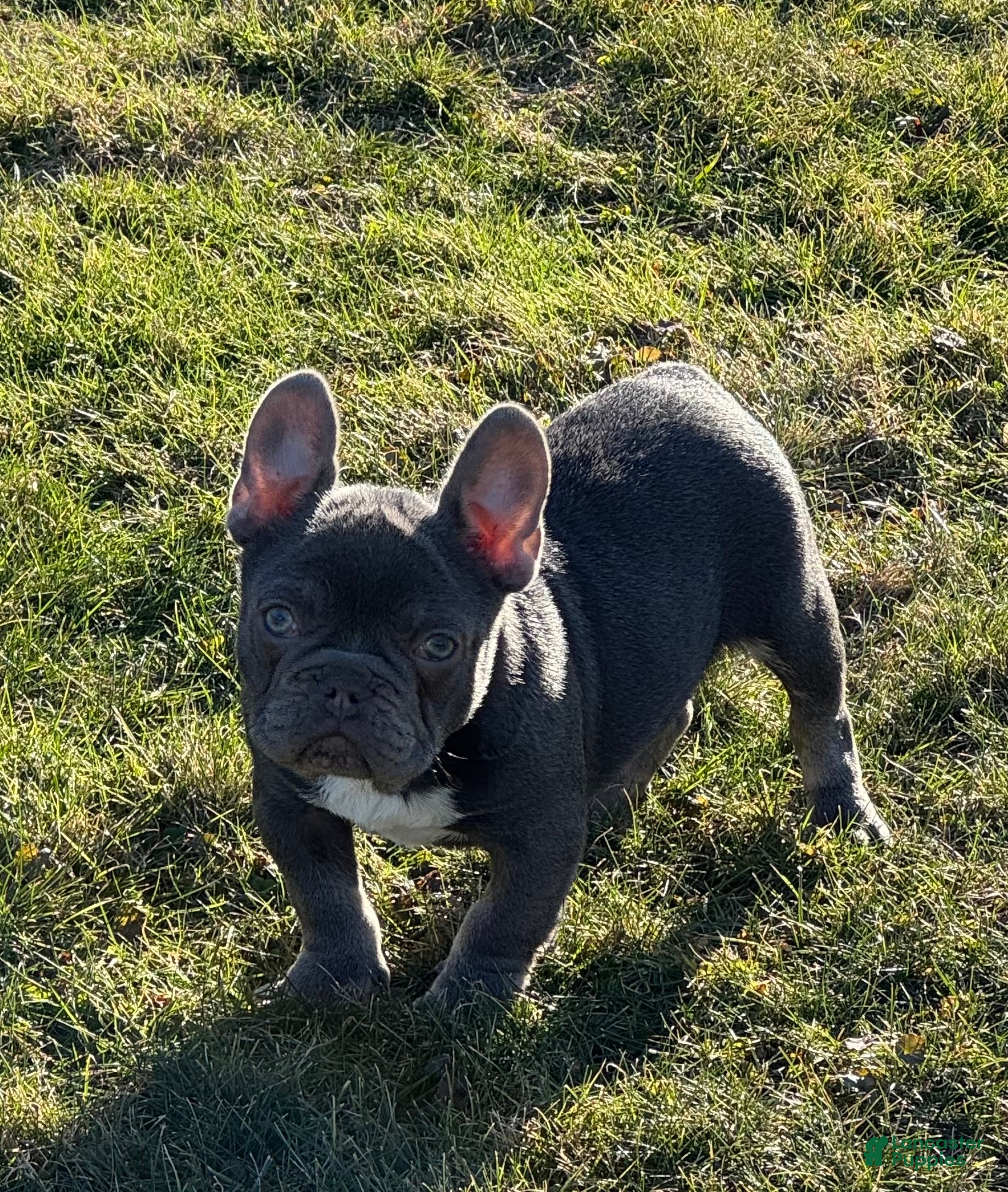 French Bulldog dogs Bruno - Ad 1