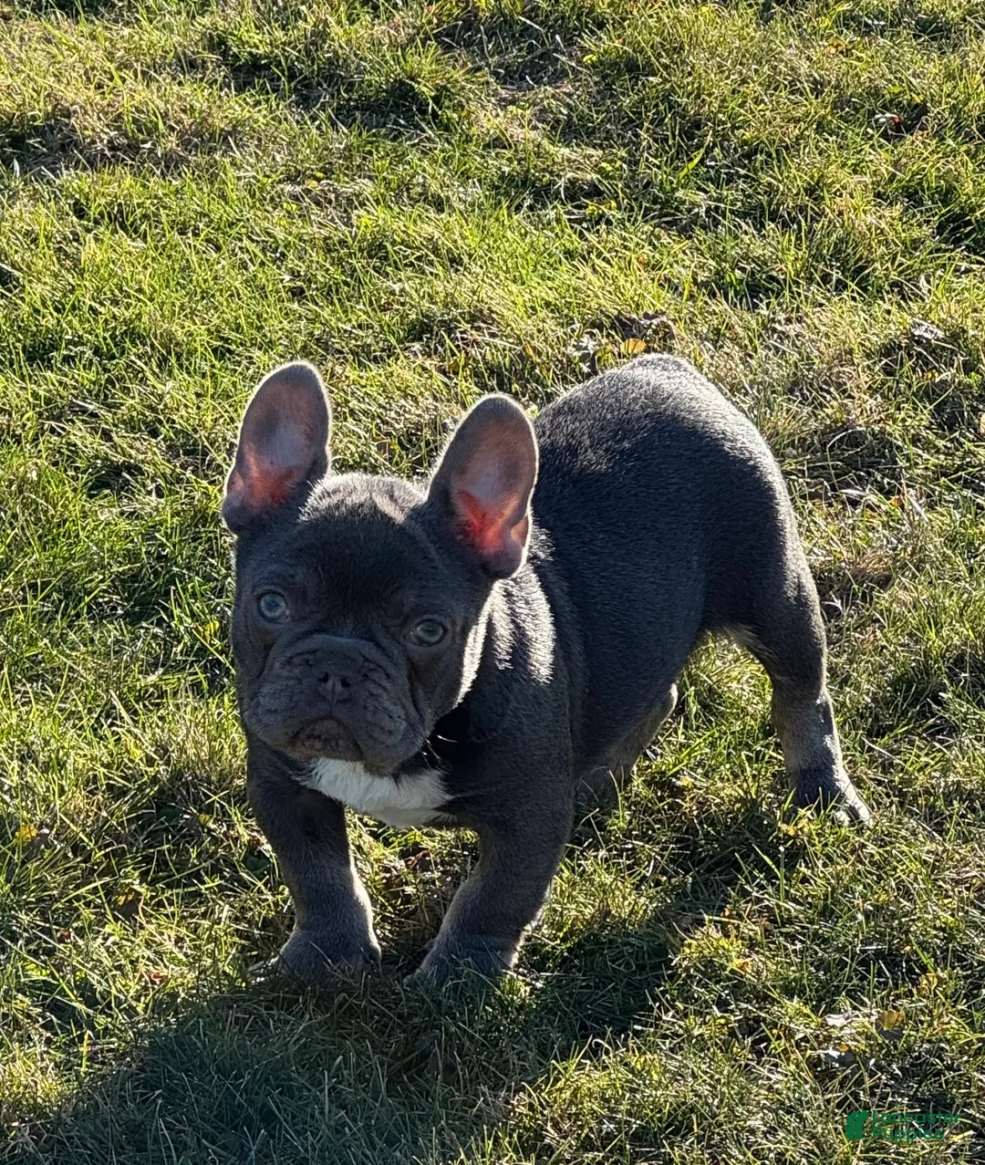 French Bulldog dogs for sale: Bruno - Ad 1