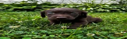 Labrador Retriever dogs for sale: Marigold - Ad 5