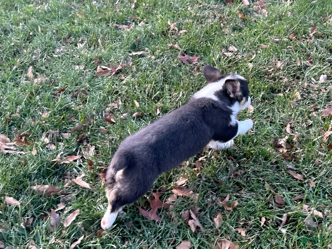 Welsh Corgi Pembroke dogs for sale: Jackson - Ad 7